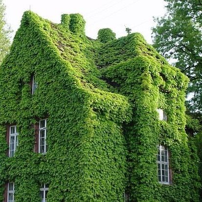 Ivy covered house from the garden