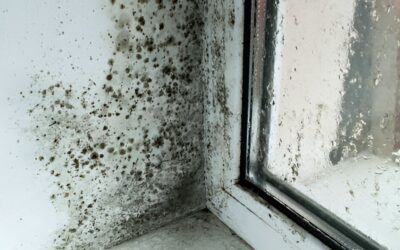 ‘Tis the season of damp and mould