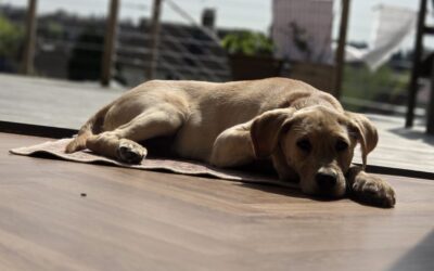 Pets at home